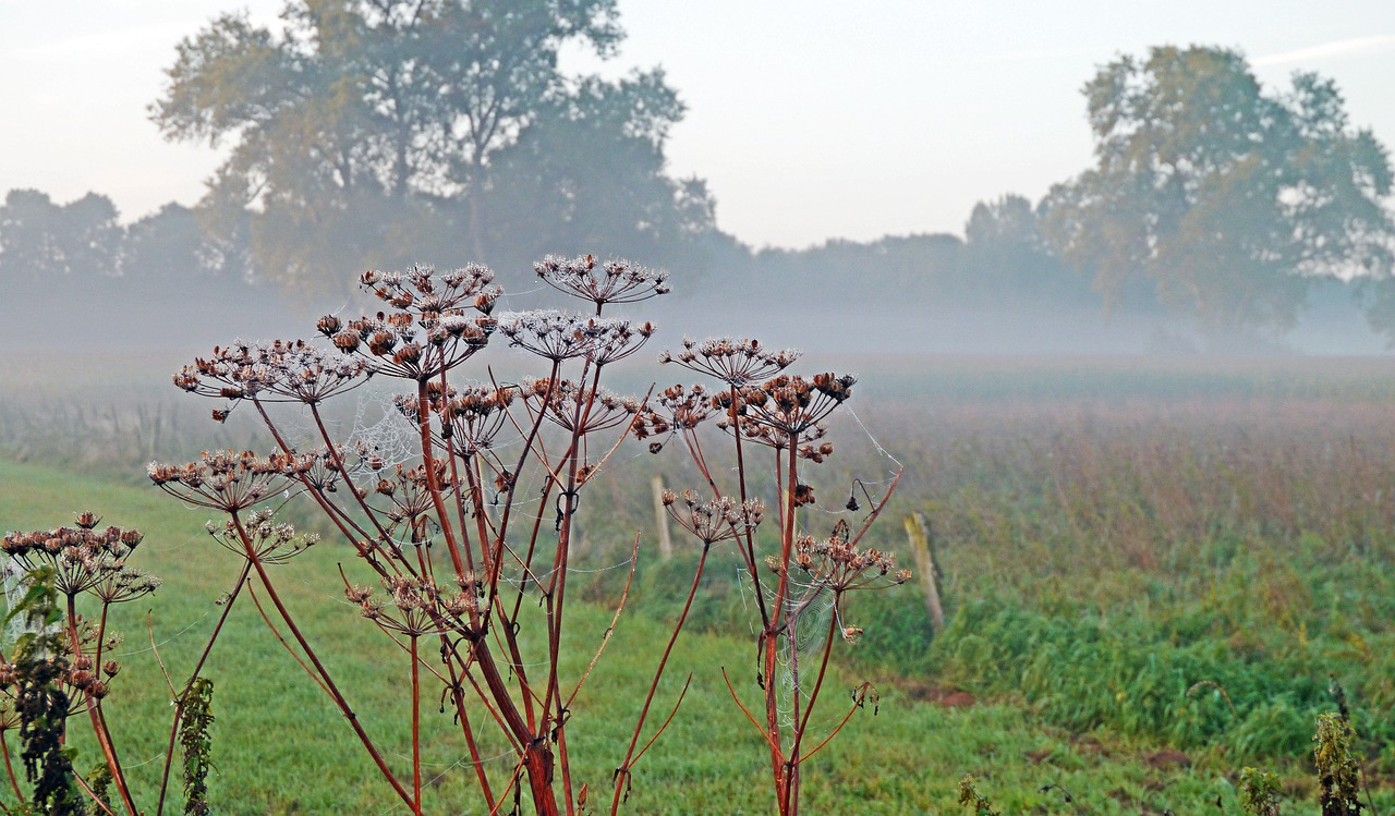 Image - autumn mood fog fields pasture