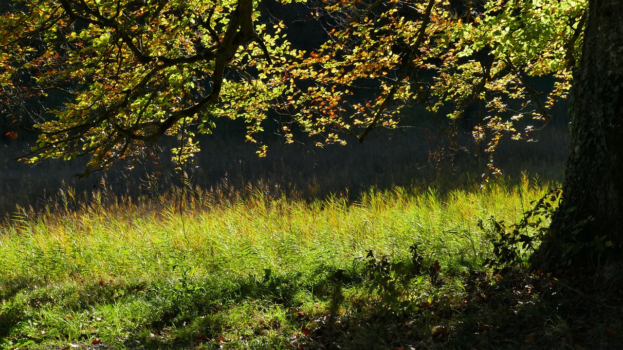 Image - landscape nature tree shadow sun