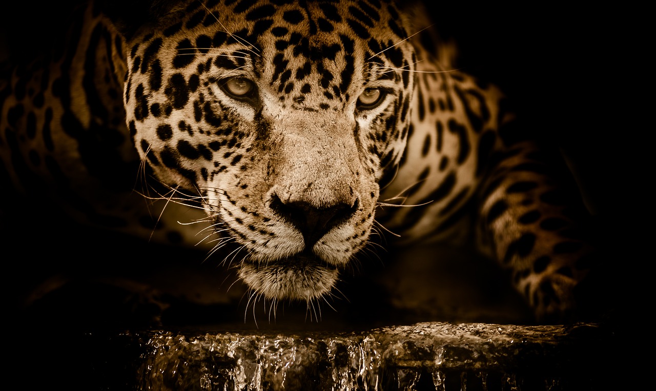 Image - jaguar water stalking eyes