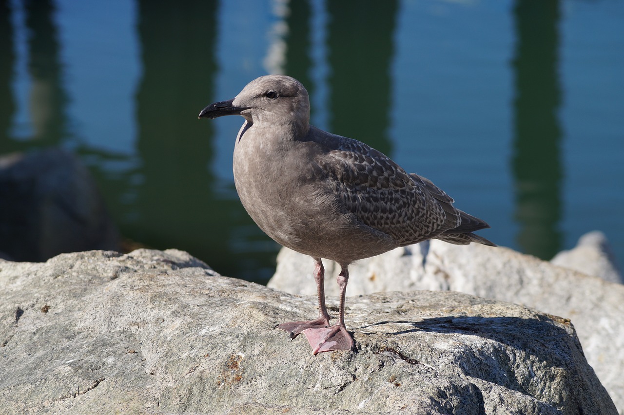 Image - ave seagull nat bird sea