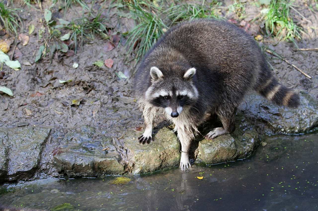 Image - raccoon bear nature animal furry