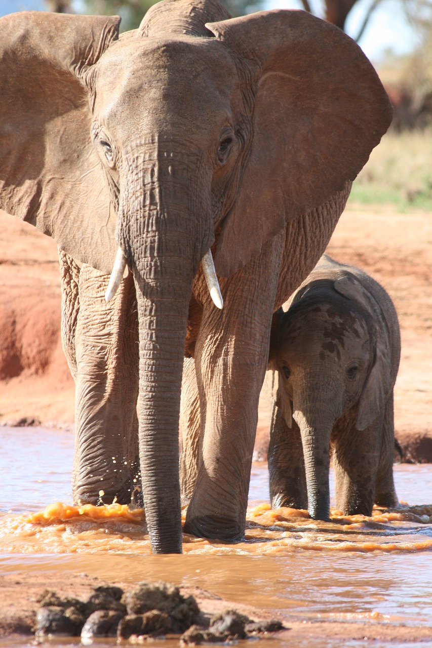 Image - africa kenya water elephants