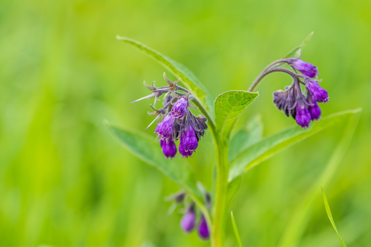 Image - flower blooms green violet