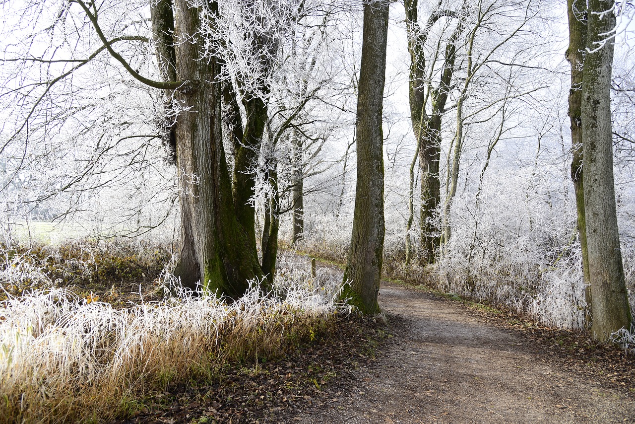 Image - hoarfrost cold winter frozen frost