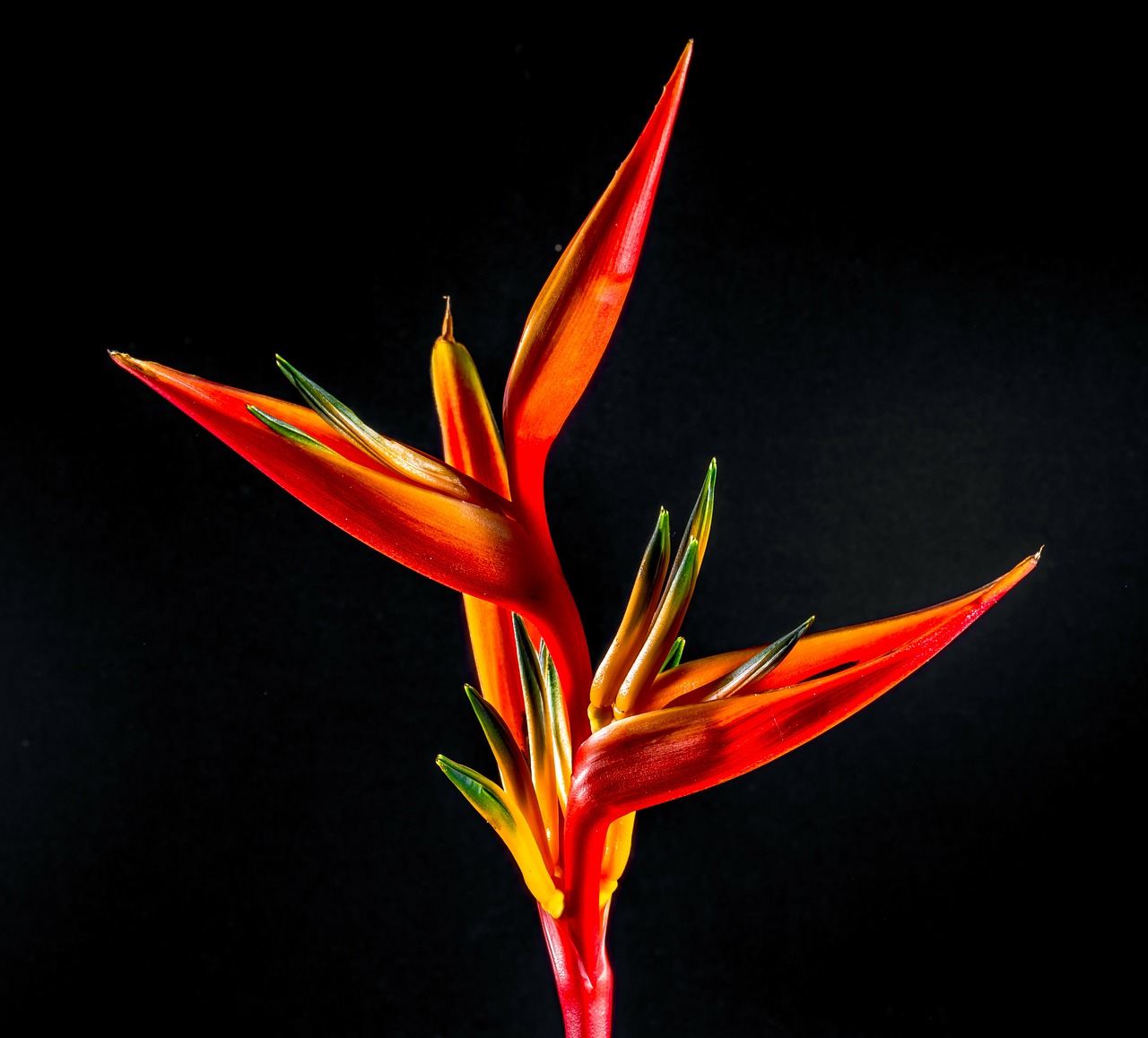 Image - strelitzia blossom bloom flower