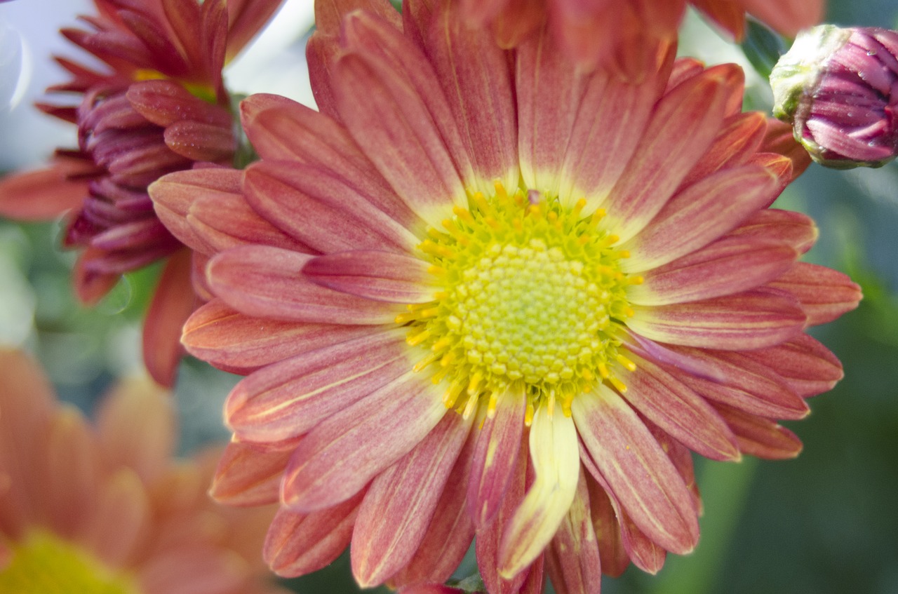 Image - affix flowers macro natural petals