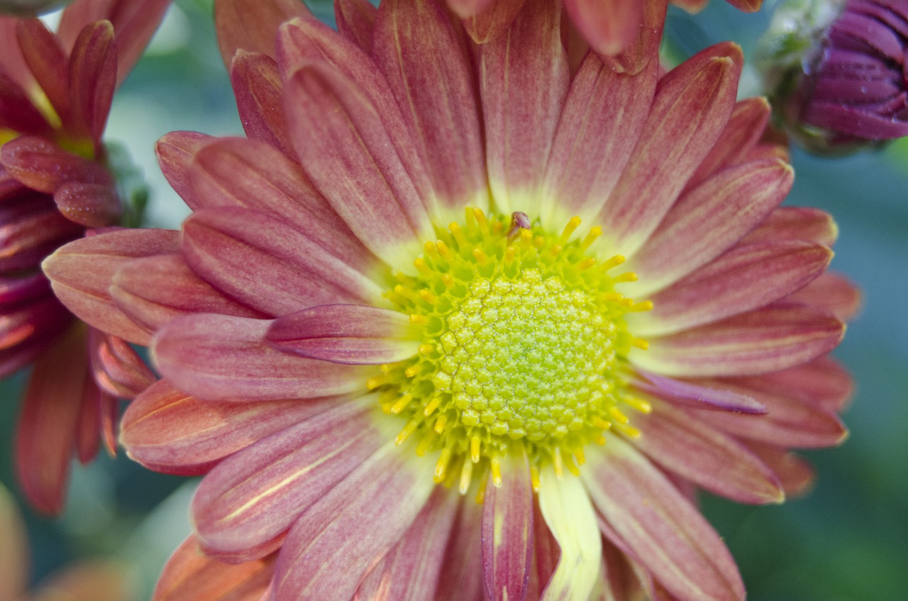 Image - affix flowers macro natural petals