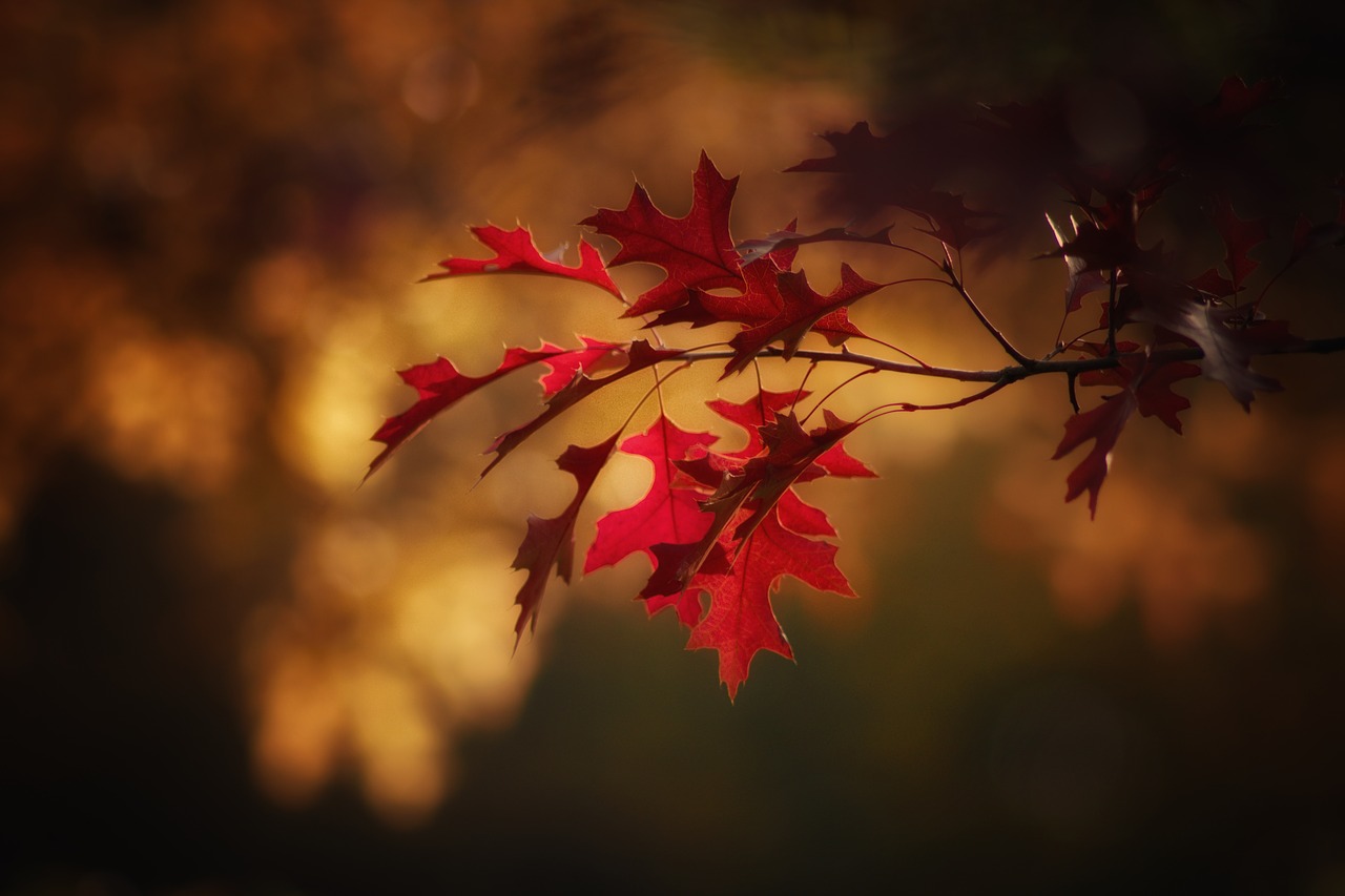 Image - autumn leaves colorful