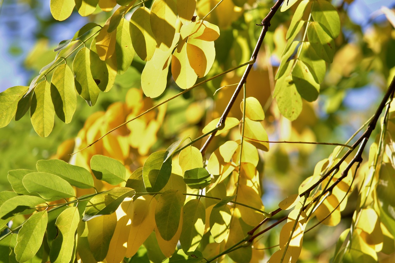 Image - fall foliage leaves branches autumn