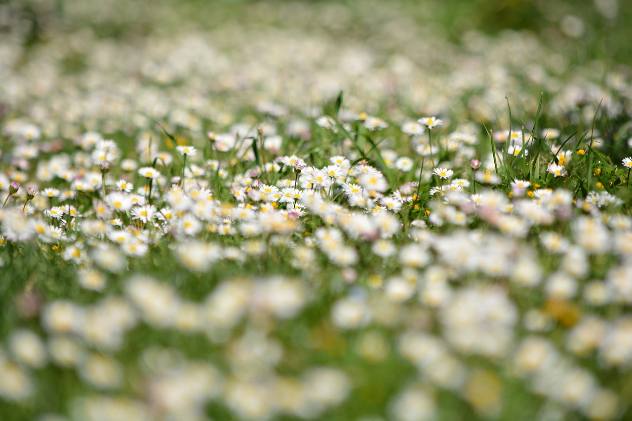 Image - flowers prato daisies margaret