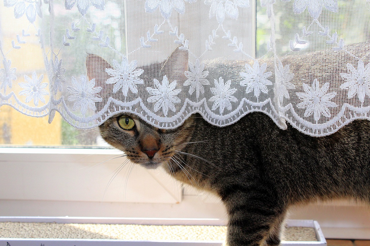 Image - cat hiding pet an interesting hide