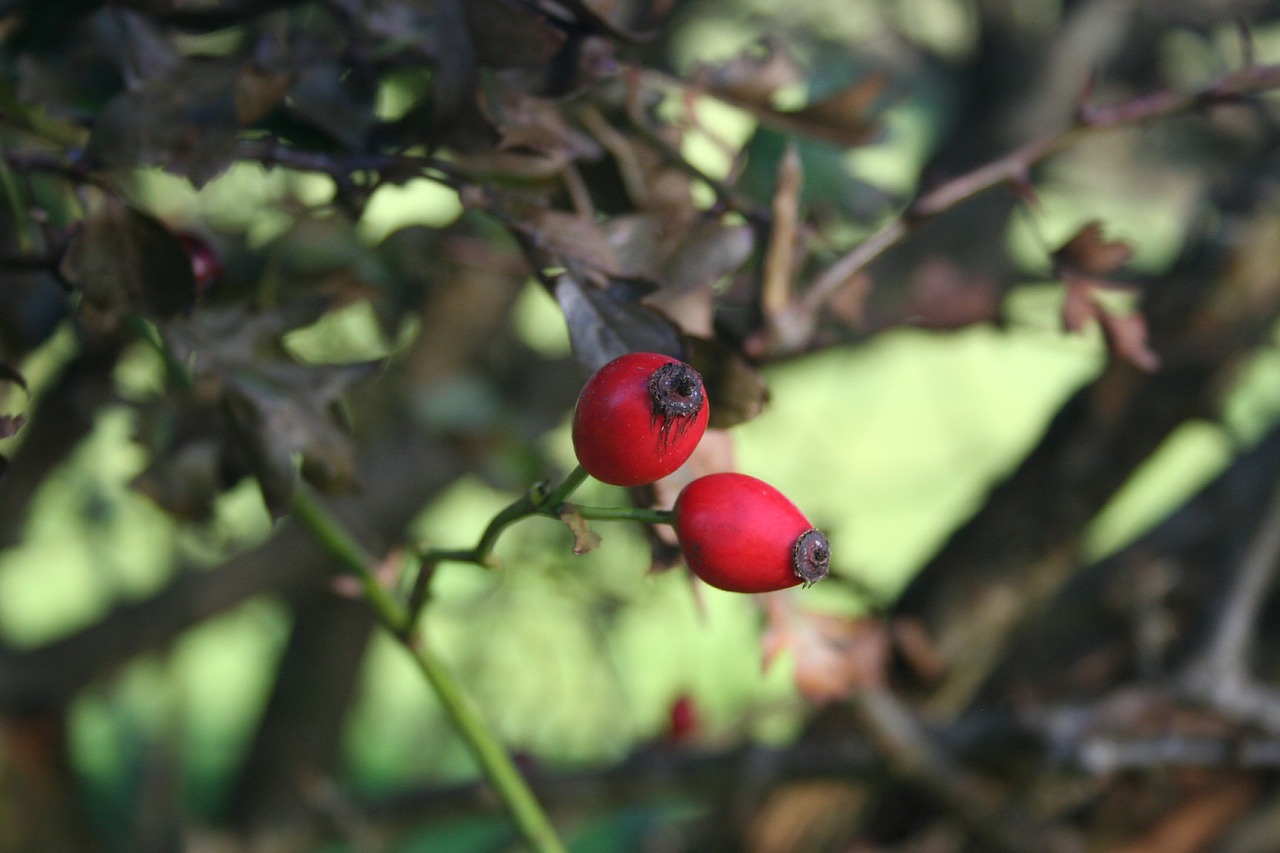 Image - red berries autumn hawthorn haws