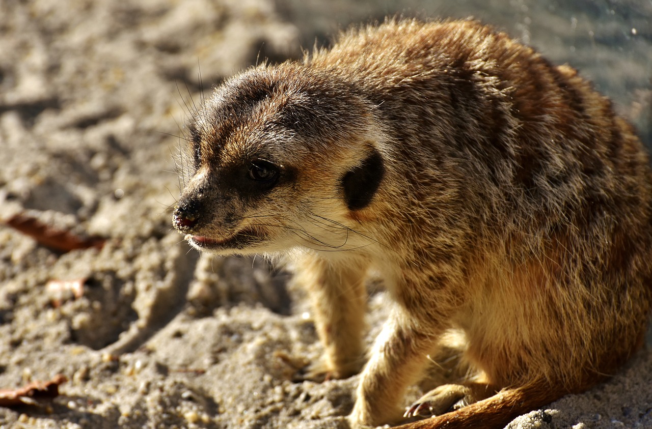 Image - meerkat cute curious animal nature