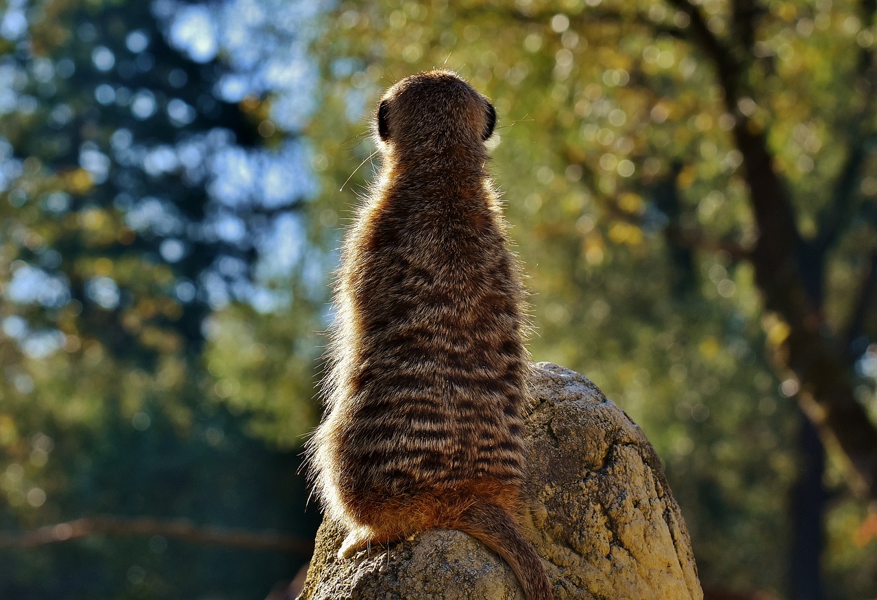 Image - meerkat cute curious animal nature