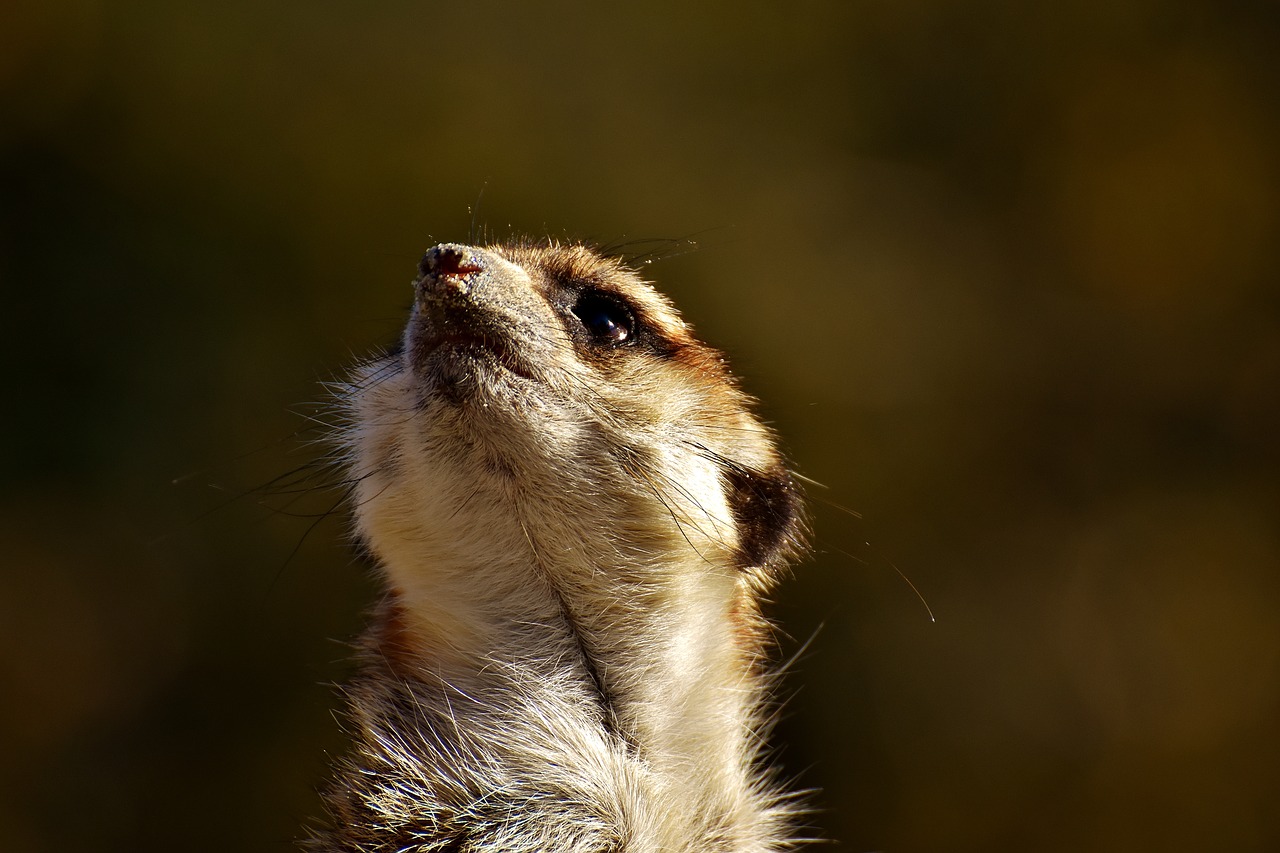 Image - meerkat cute curious animal nature