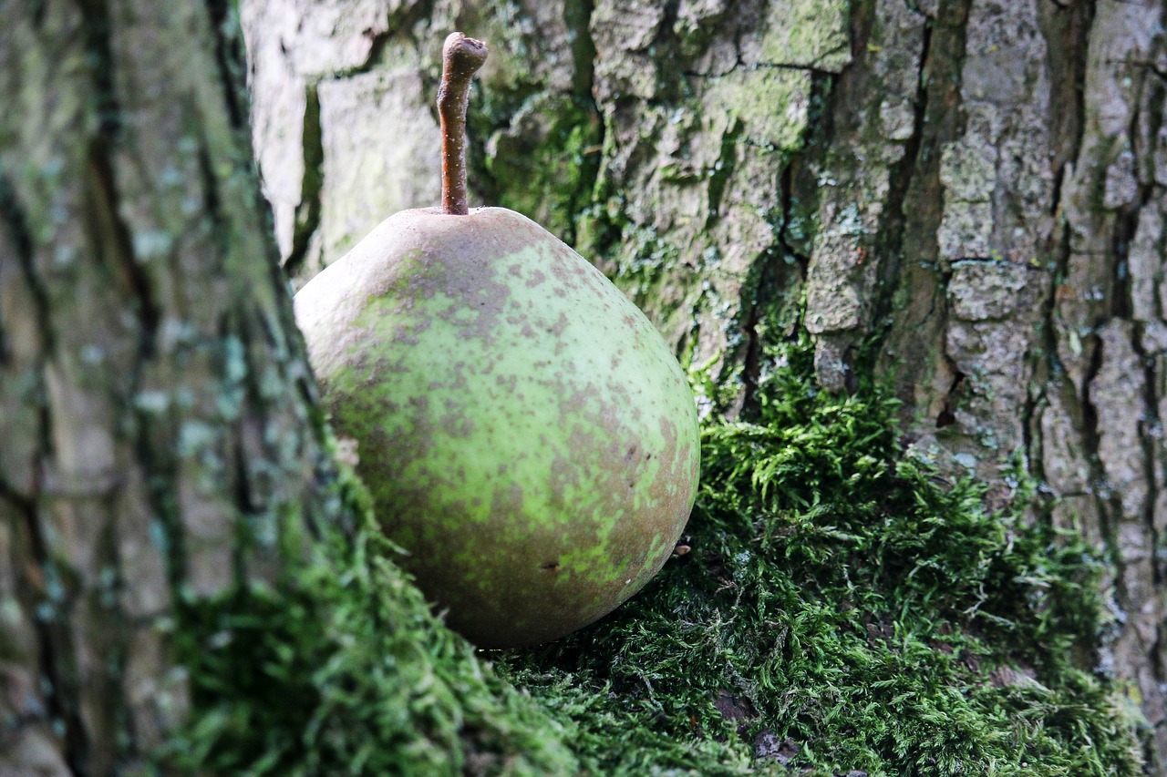 Image - par tree juicy autumn fruit