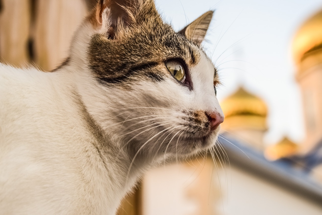 Image - cat stray young feline animal