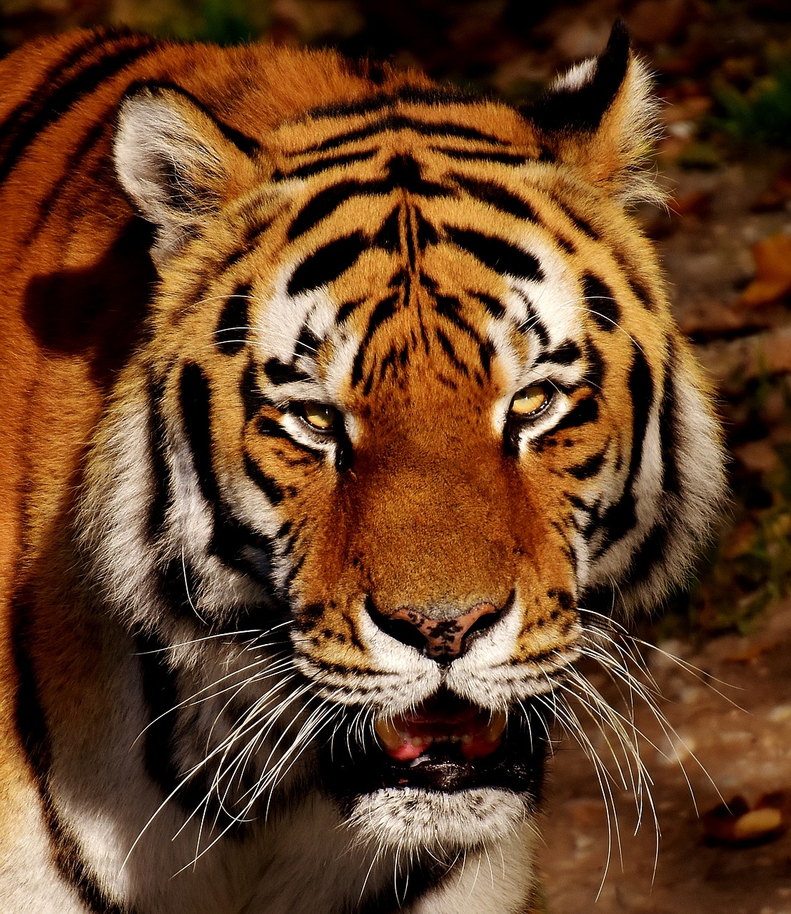 Image - tiger predator fur beautiful