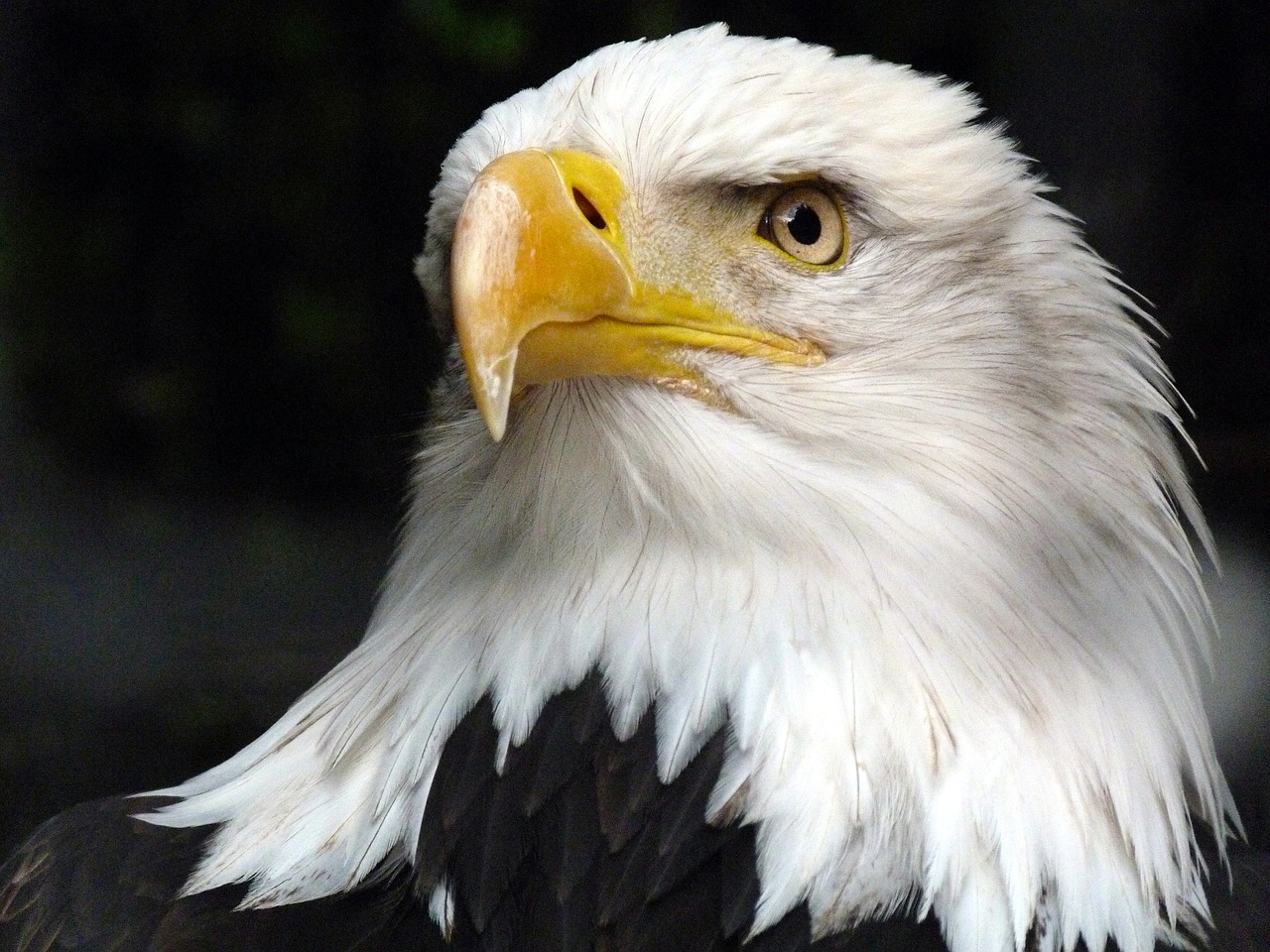 Image - the animal adler white tailed eagle