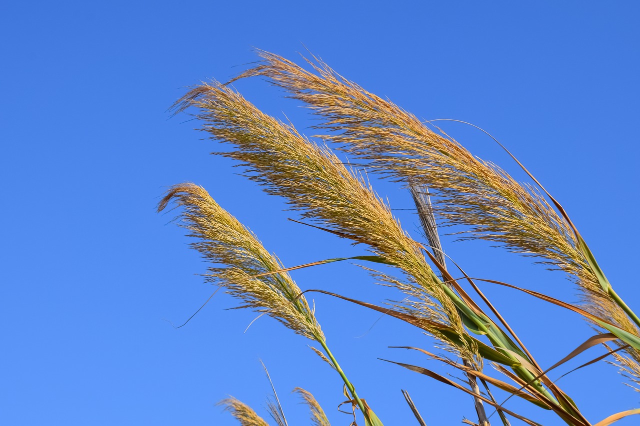 Image - reeds summer nature season