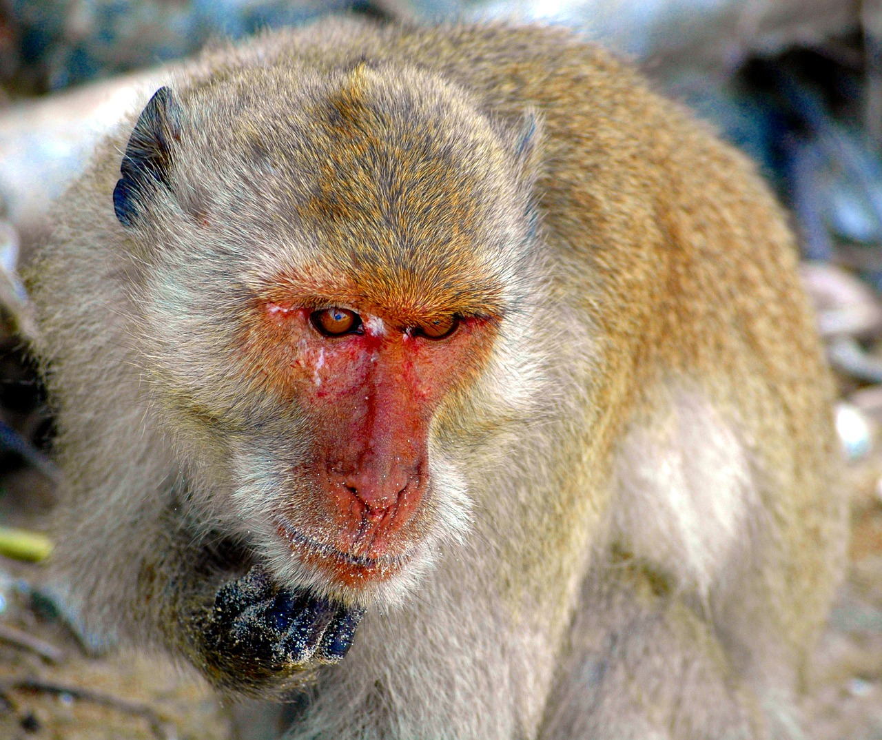 Image - monkey thailand nature primate