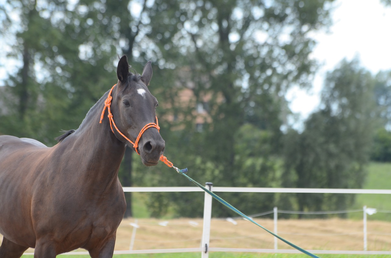 Image - the horse mare horse animal horses