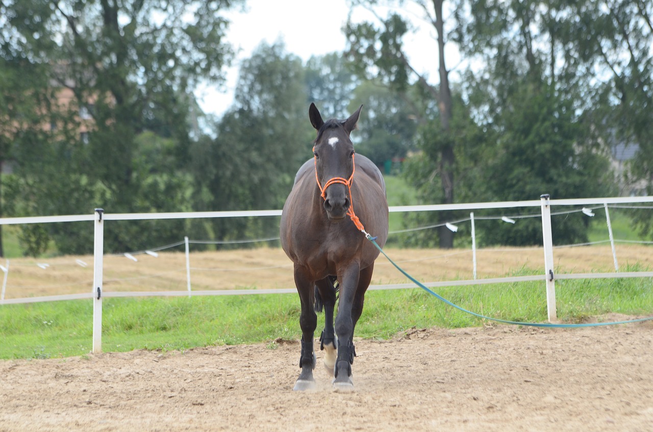 Image - the horse mare horse animal horses