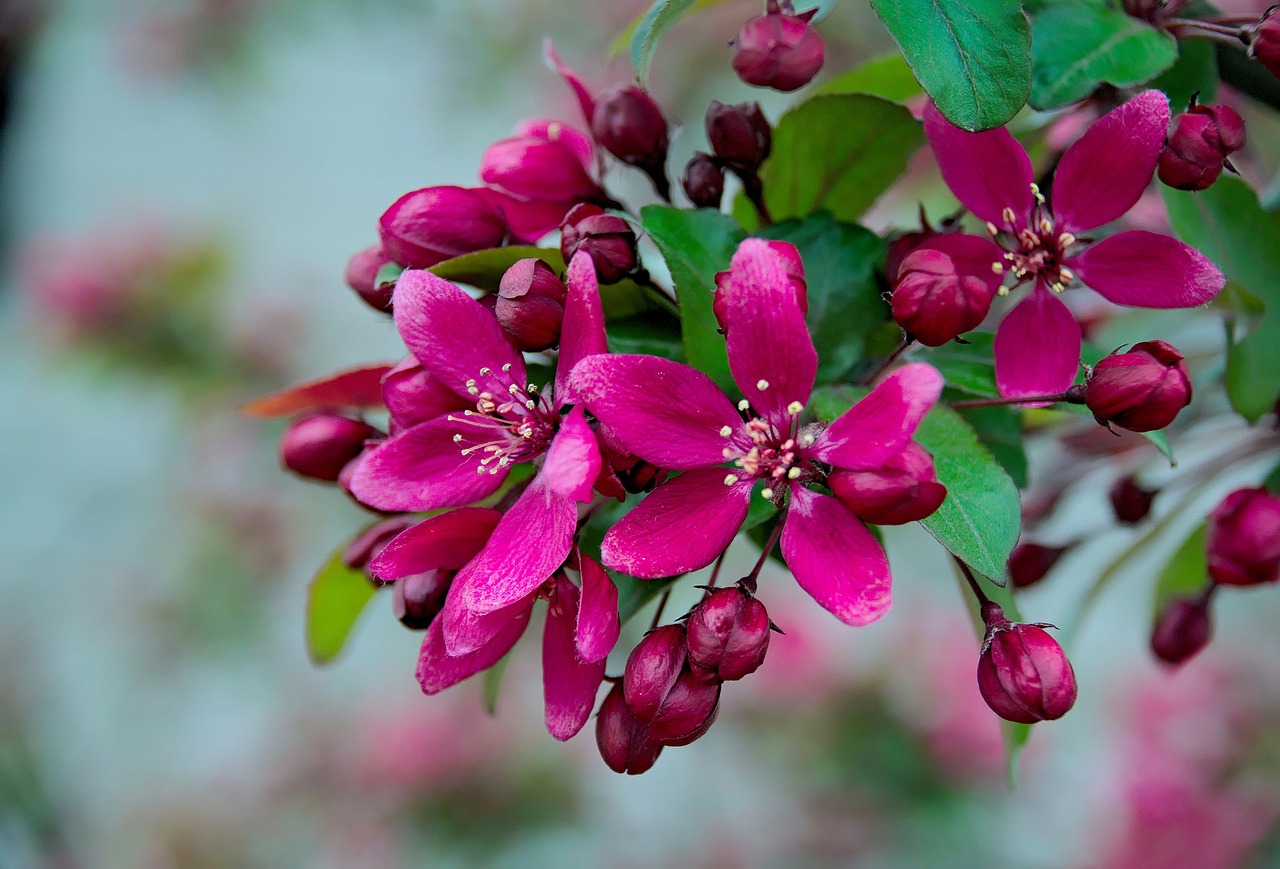 Image - spring apple apple flower flowers