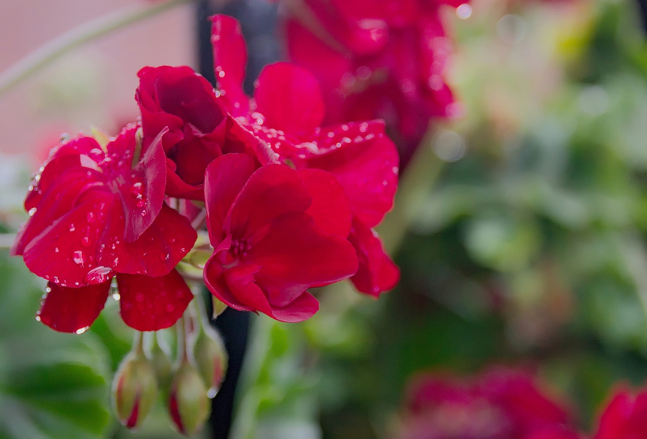 Image - geranium flower macro flowering