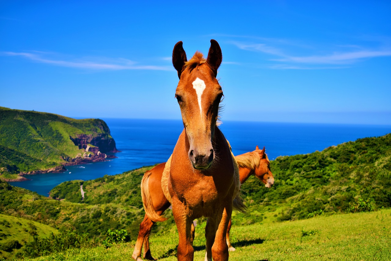 Image - oki islands japan horses hills bay