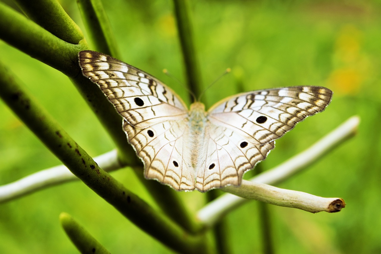 Image - butterfly green grey