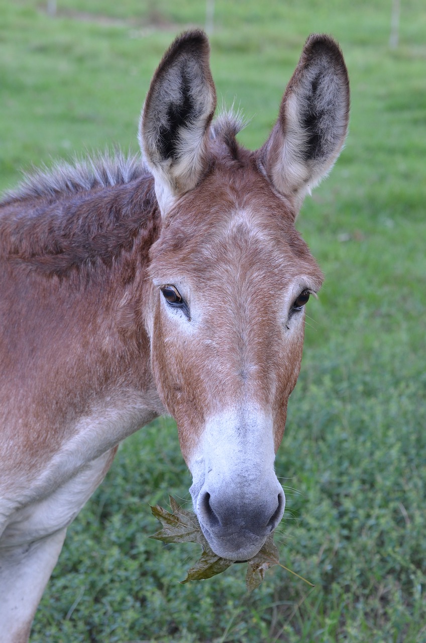 Image - donkey barn farm mule animal ass