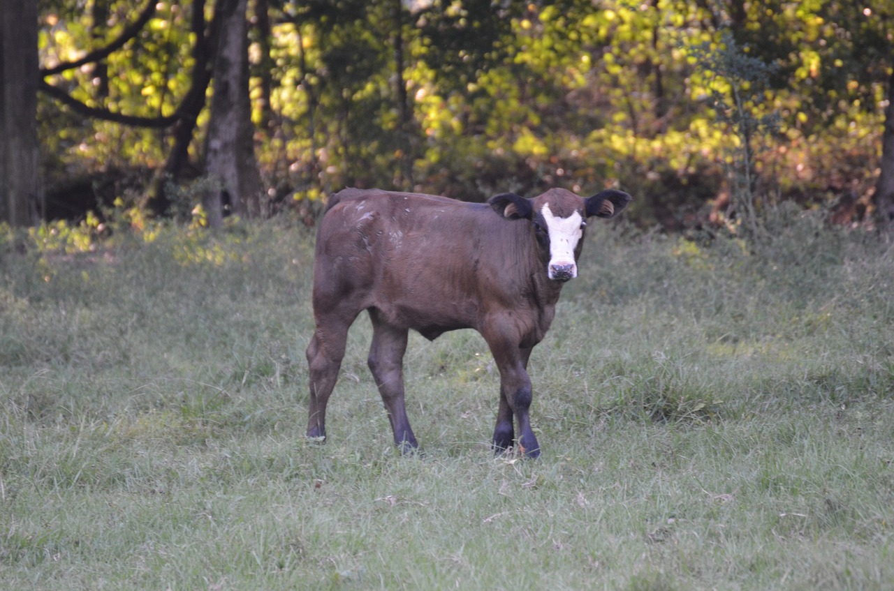 Image - calf cow farm animal beef cattle