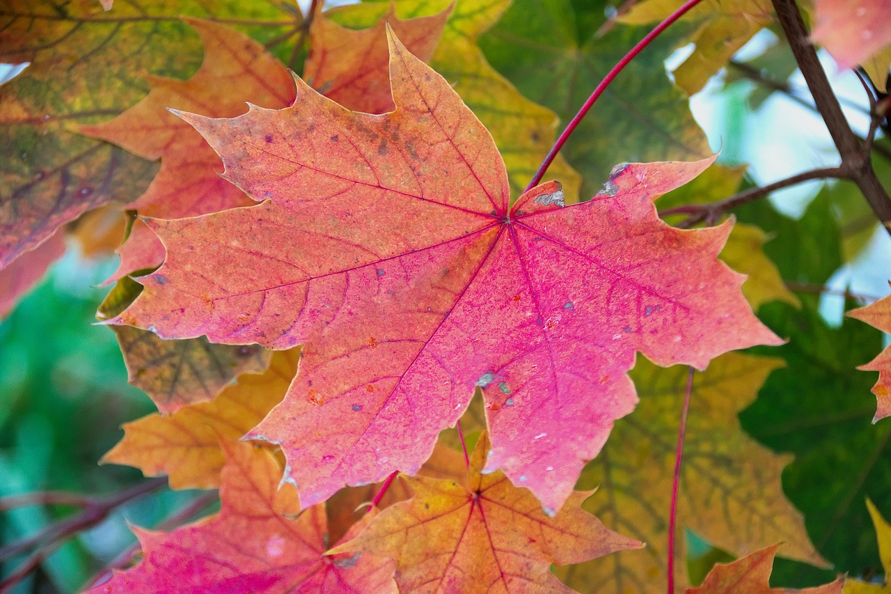 Image - leaf clone autumn leaf maple leaf