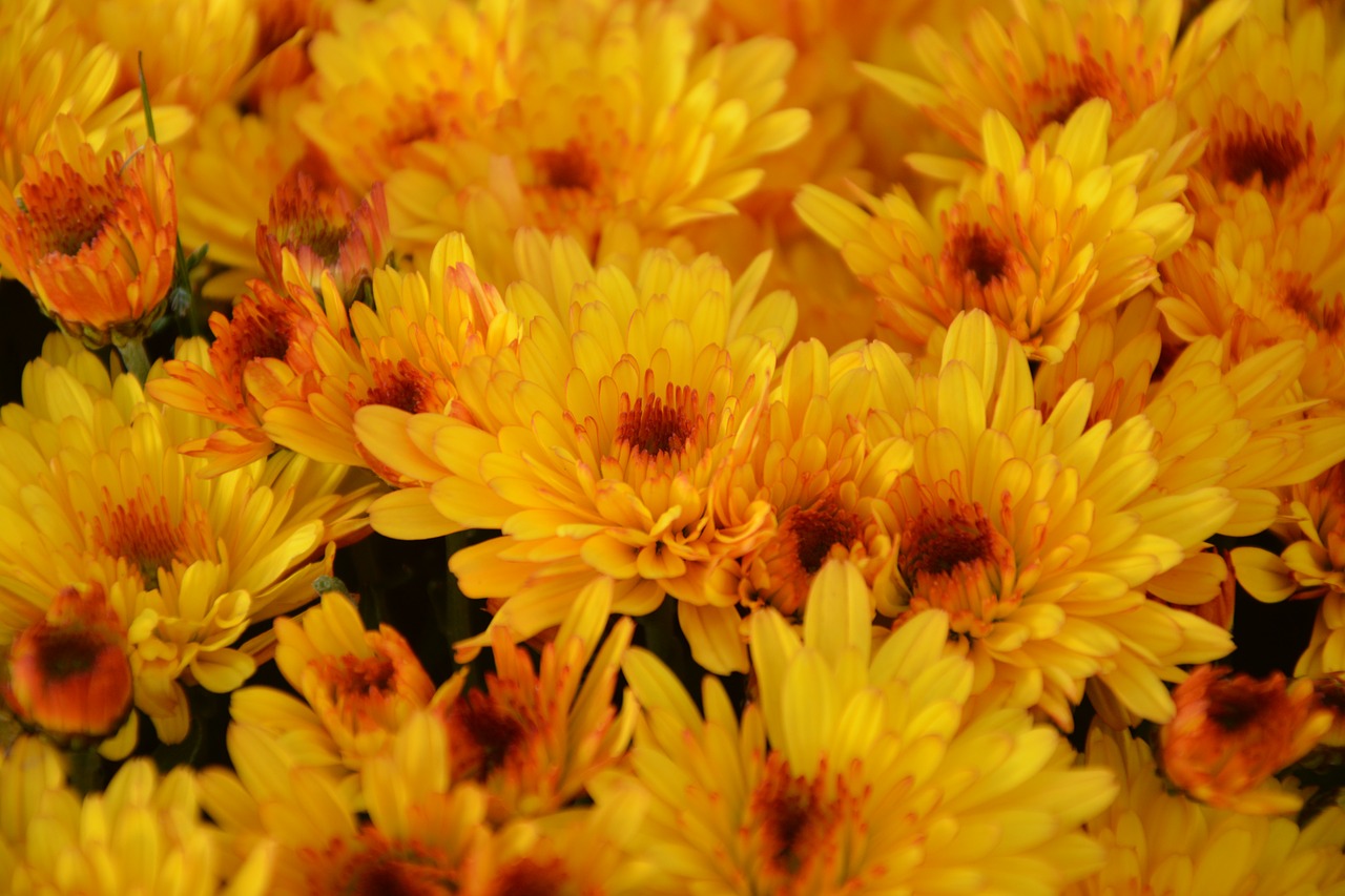 Image - flowers mums color orange toussaint