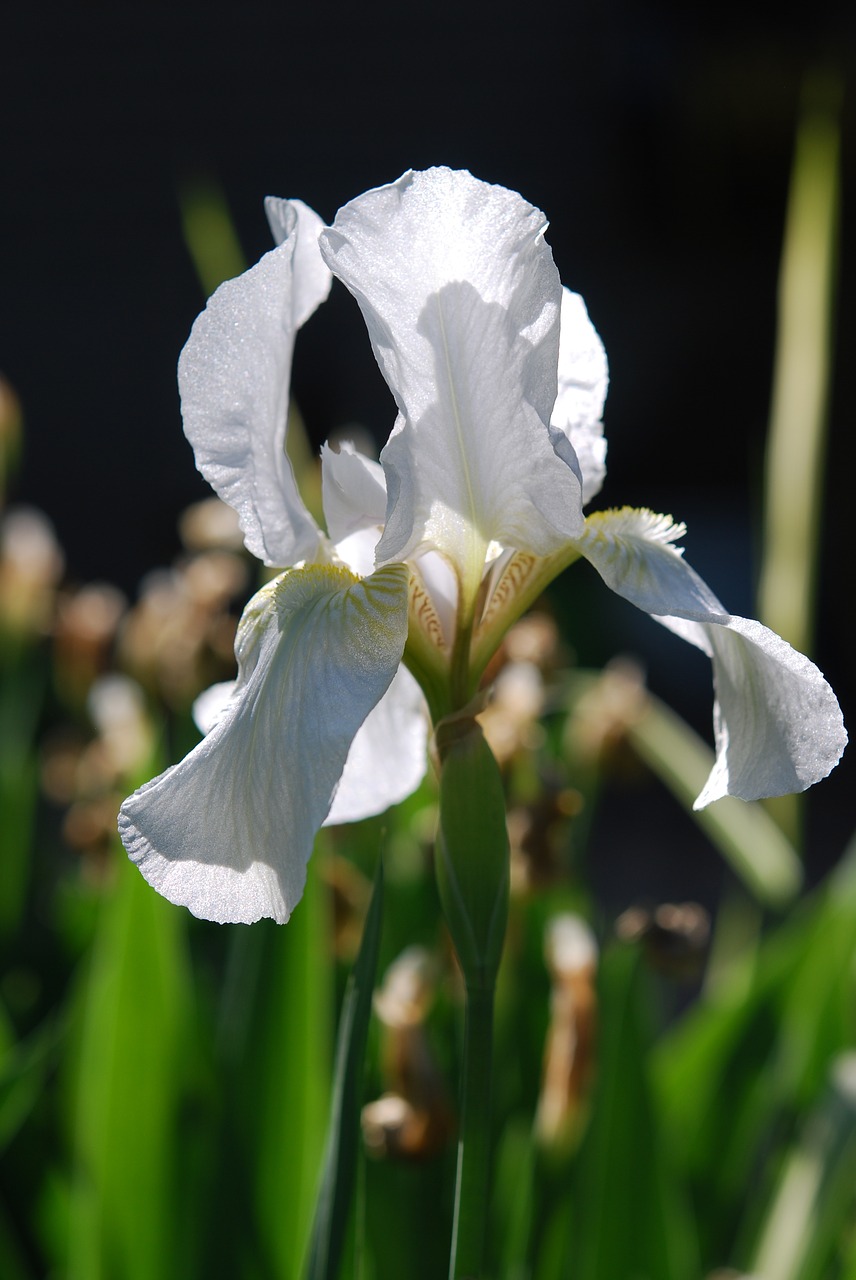 Image - iris white flower garden blossom