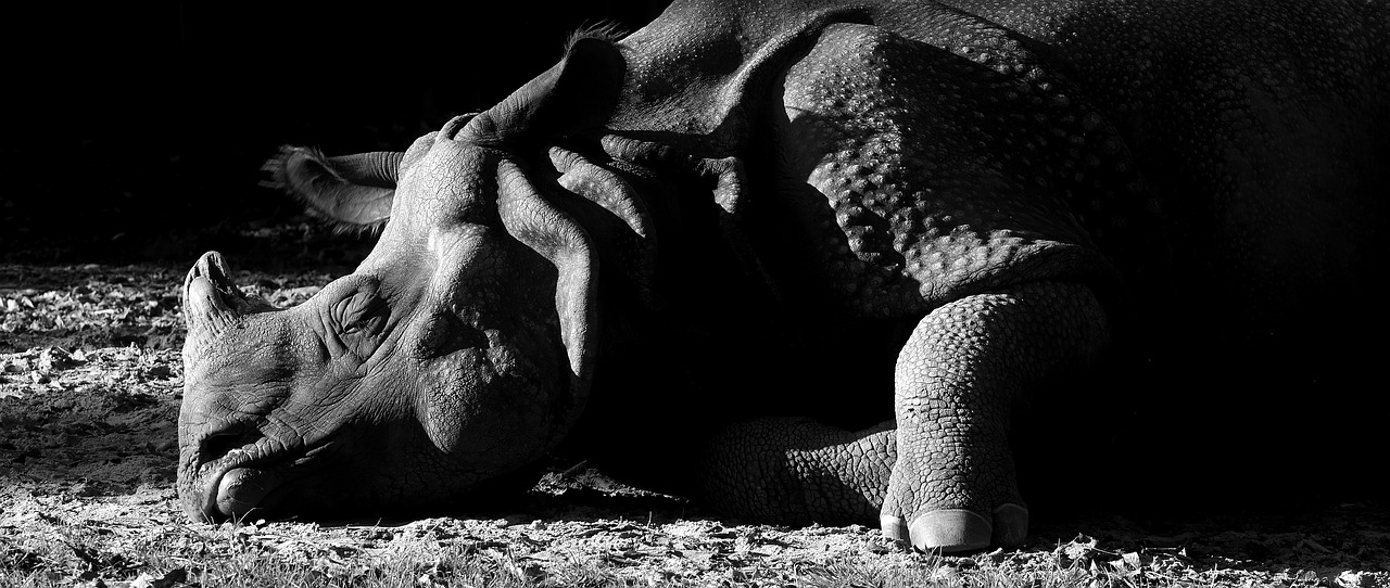 Image - rhino animal animal world pachyderm