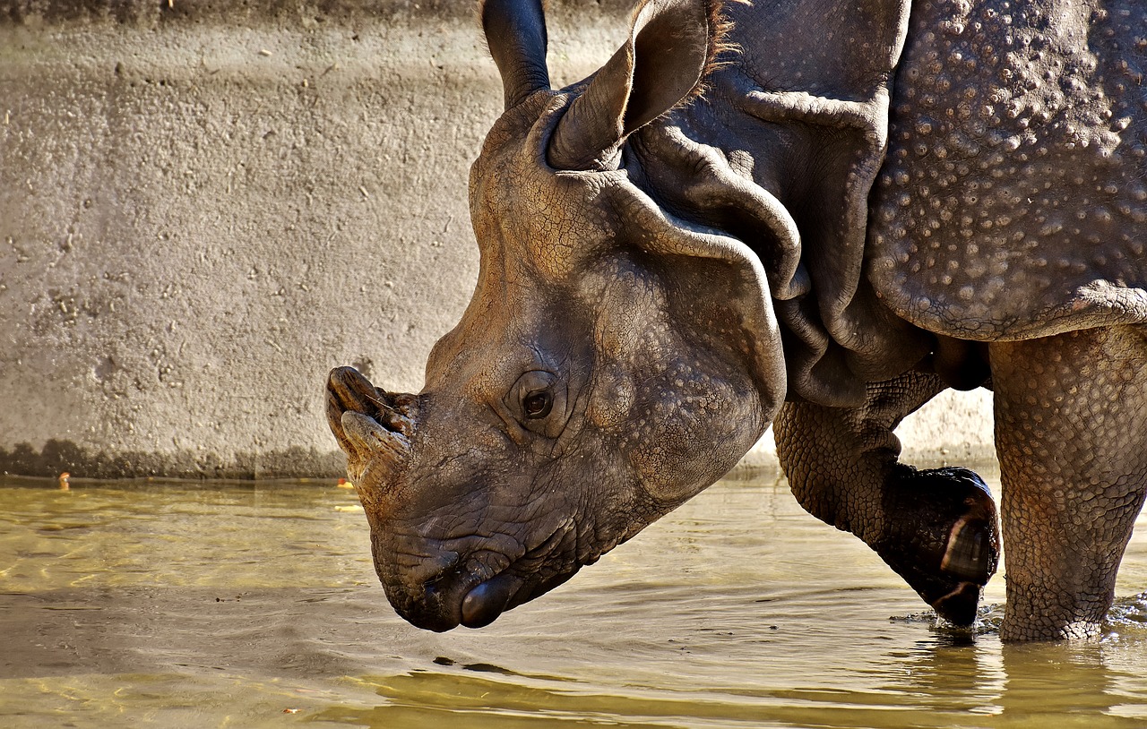 Image - rhino animal animal world pachyderm