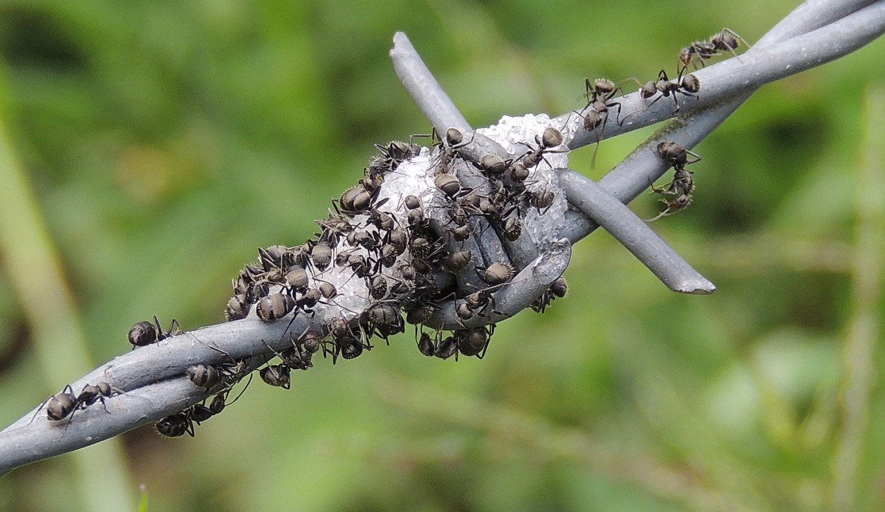 Image - macro insects ant foragers armenia