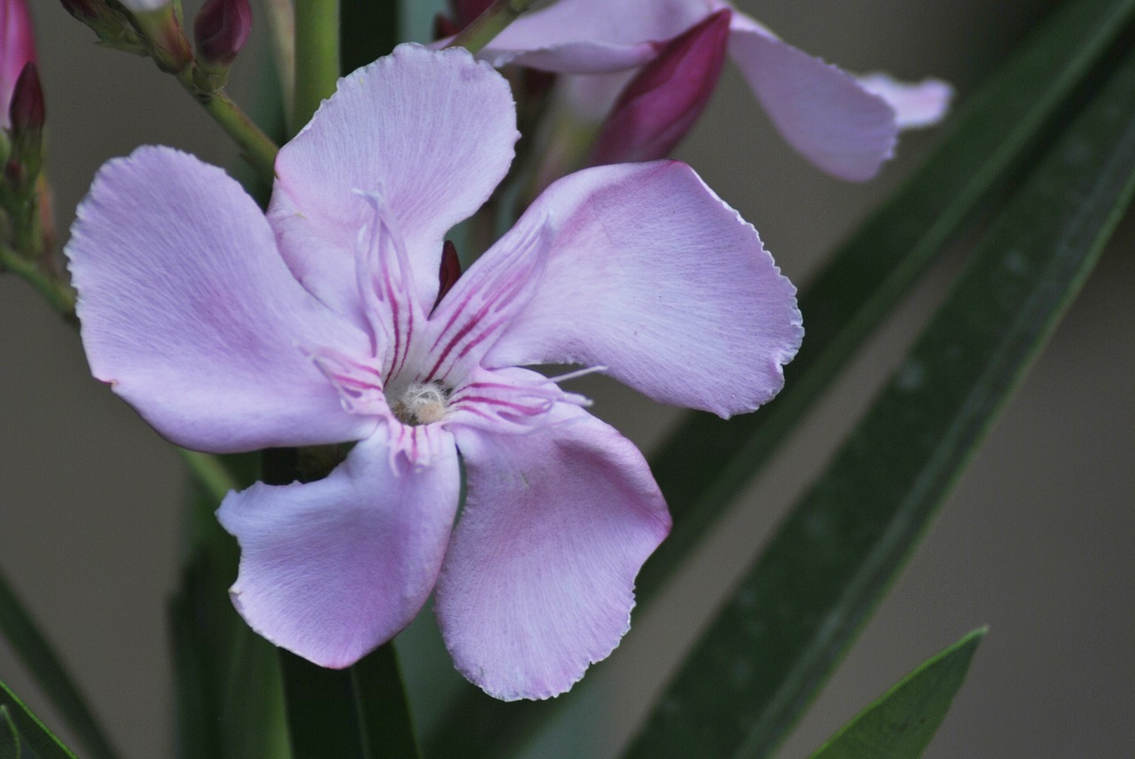 Image - purple flower regional wild