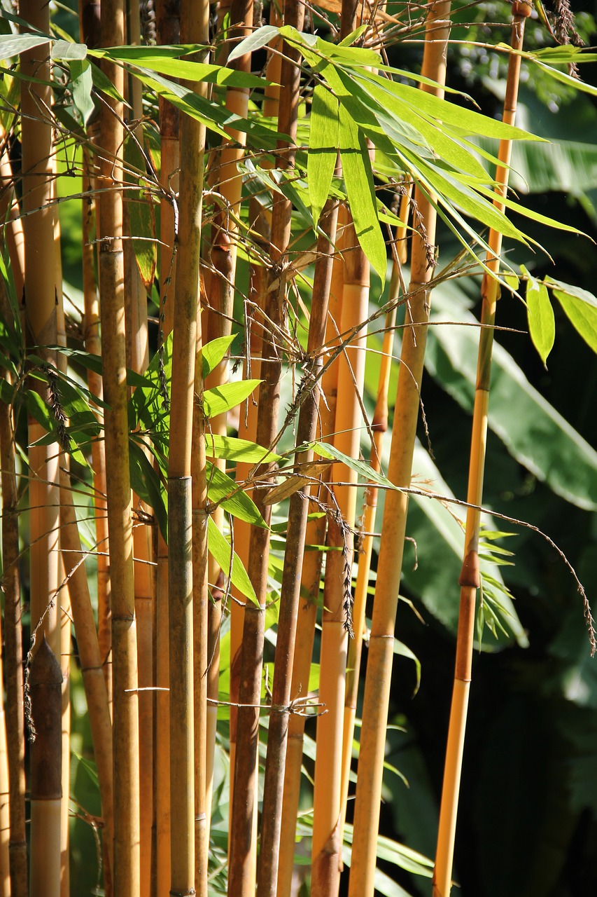 Image - laos garden bamboo green outdoor