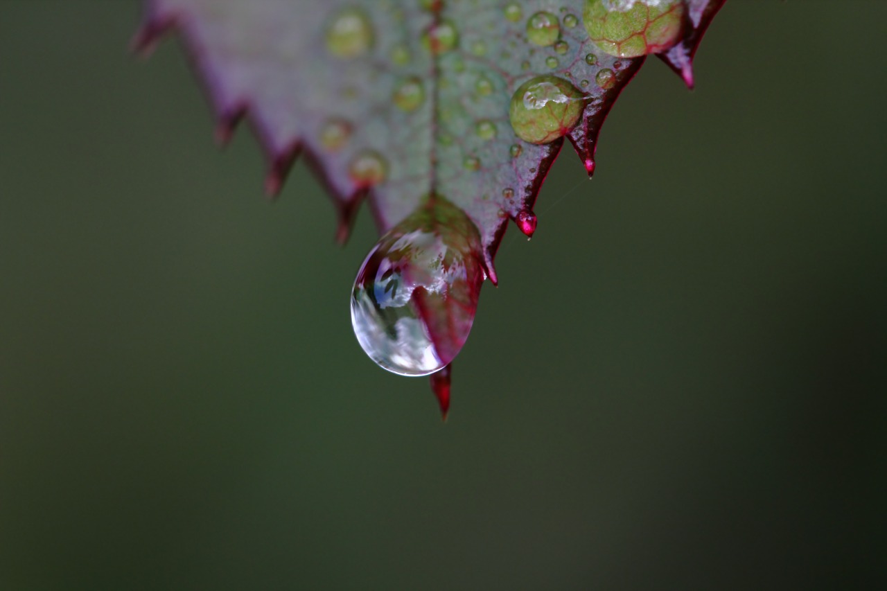 Image - leaf drip macro dew close