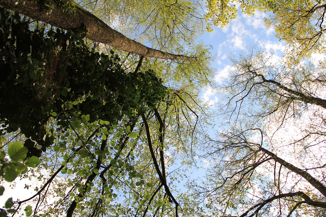 Image - forest construction nature summer