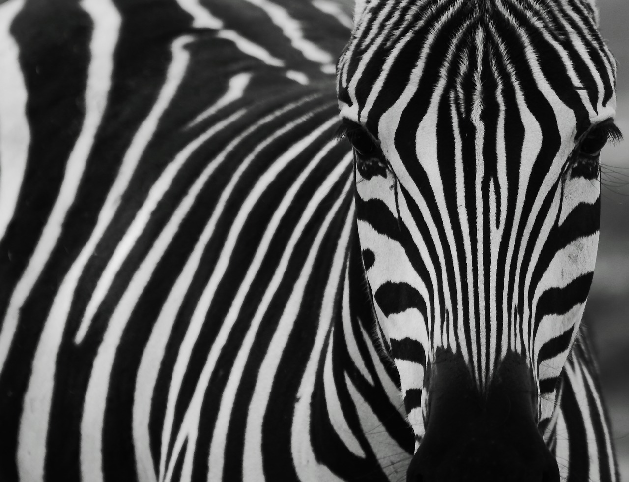 Image - zebra black black and white