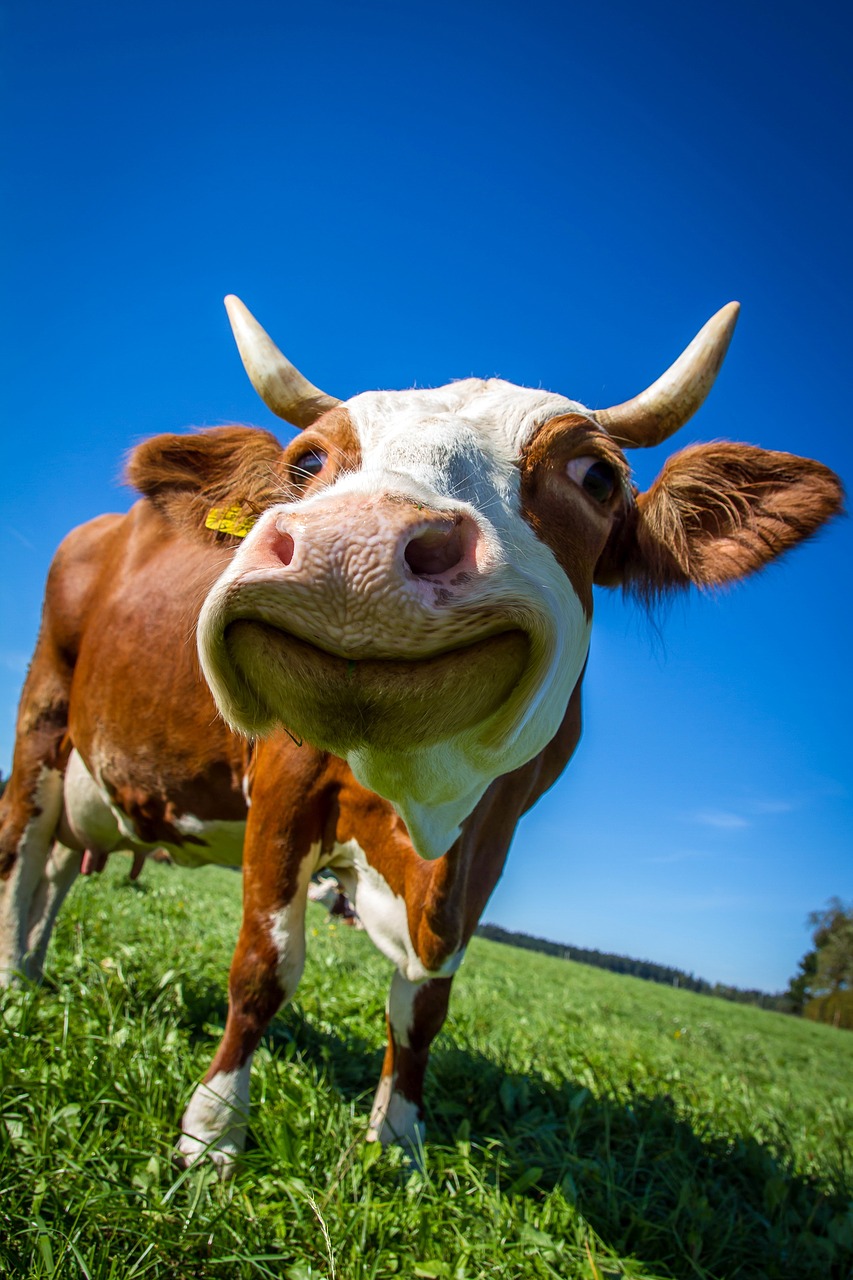 Image - cow funny ruminant cute close