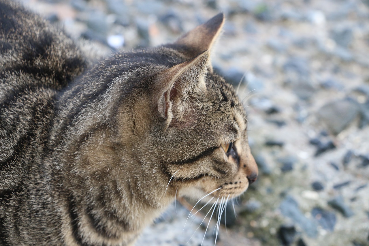 Image - cat see animal pet kitty eye