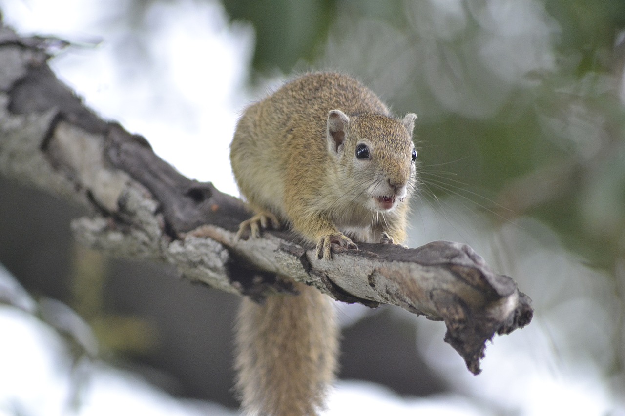 Image - wildlife tree squirrel botswana