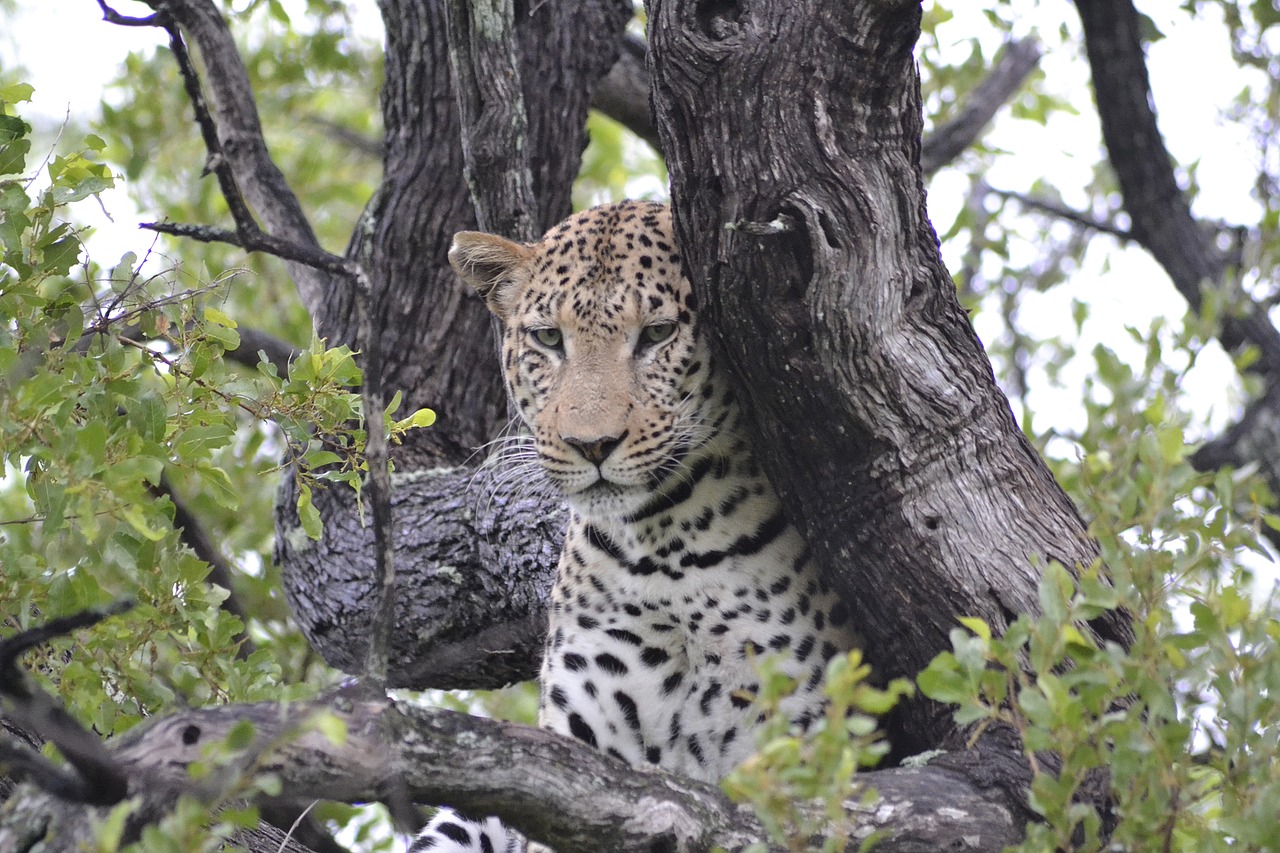 Image - wildlife leopard botswana