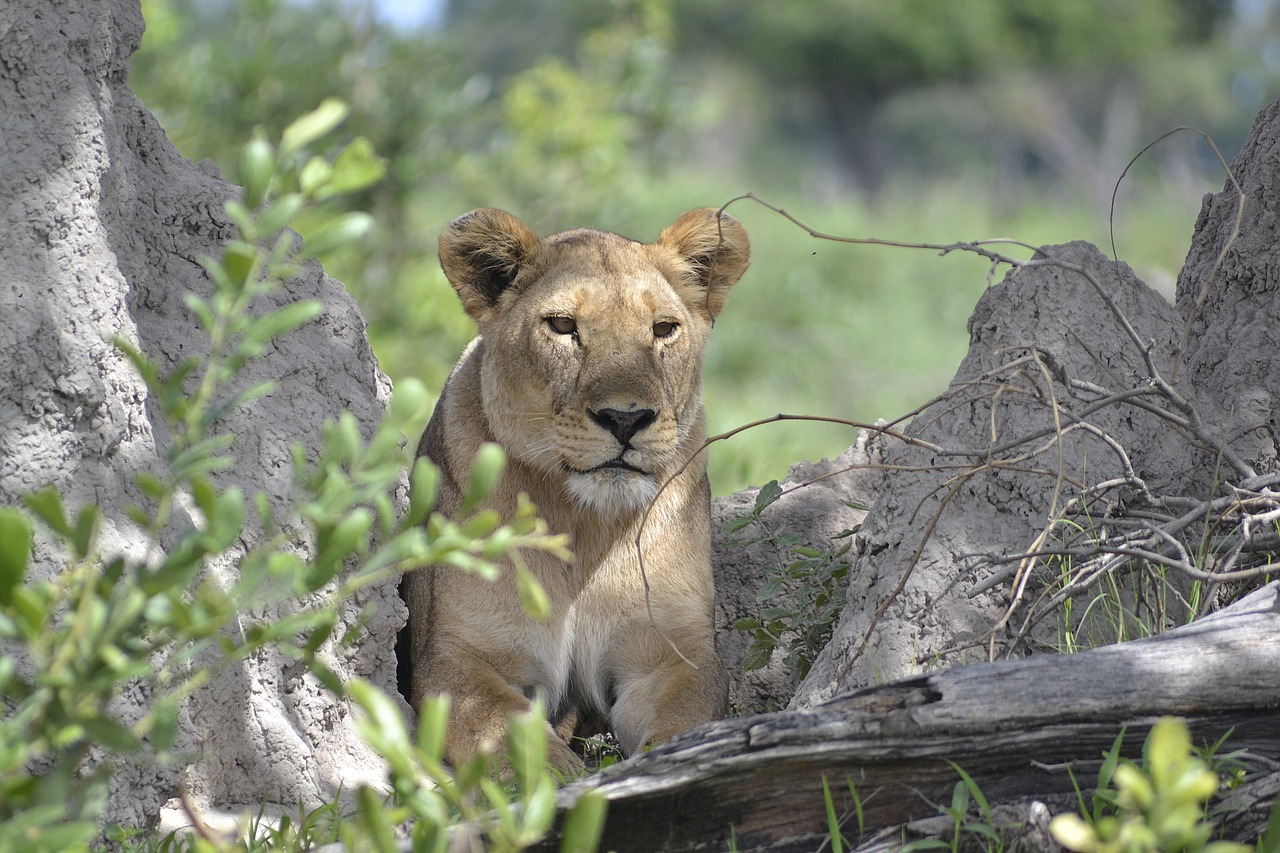 Image - wildlife lion botswana