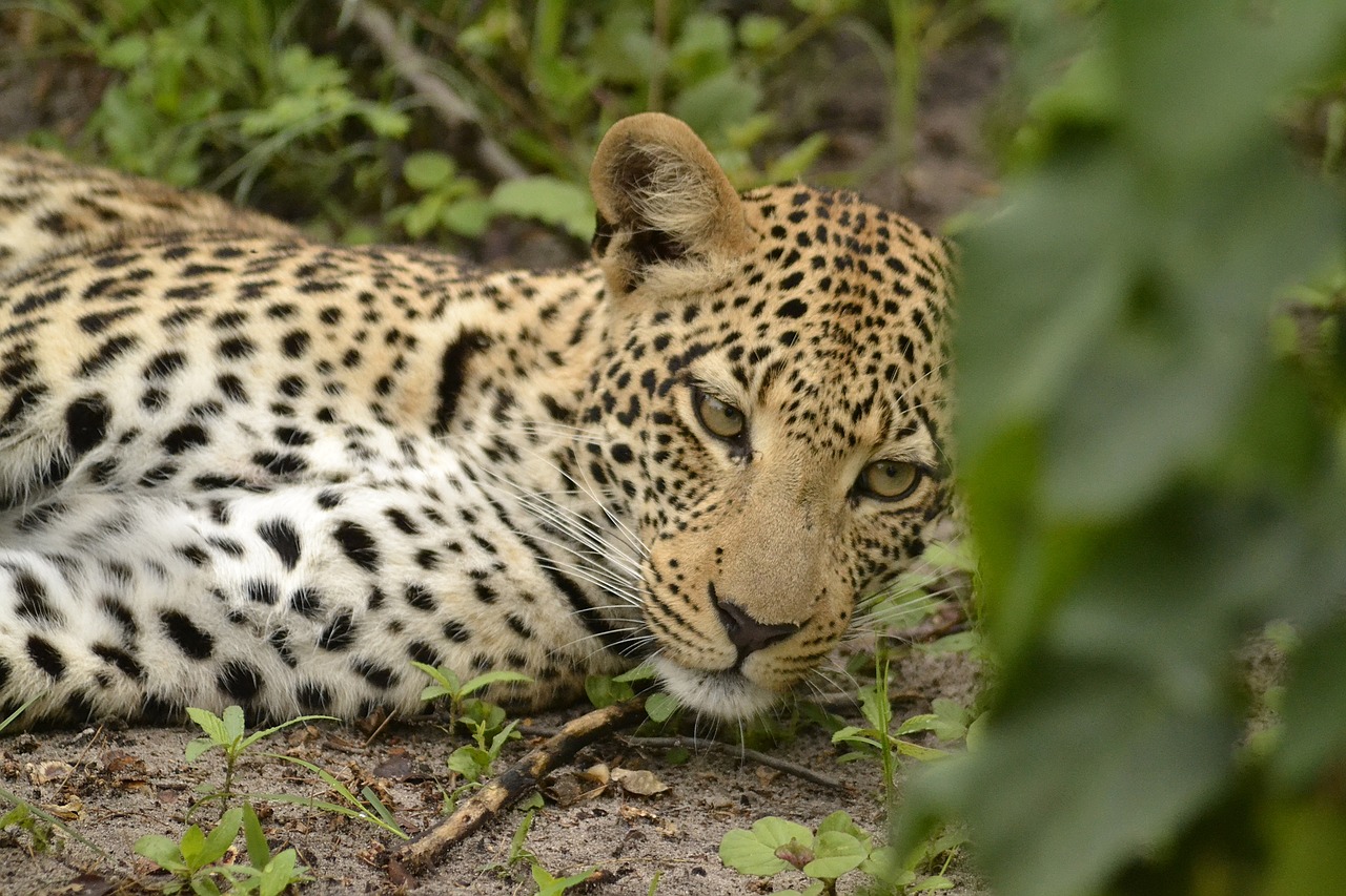 Image - wildlife leopard botswana